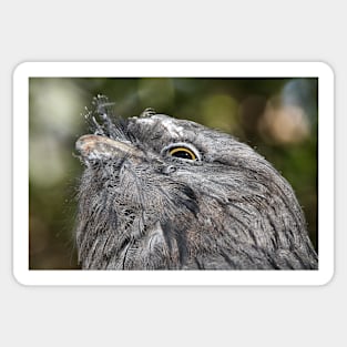 Tawny Frogmouth Resting Sticker